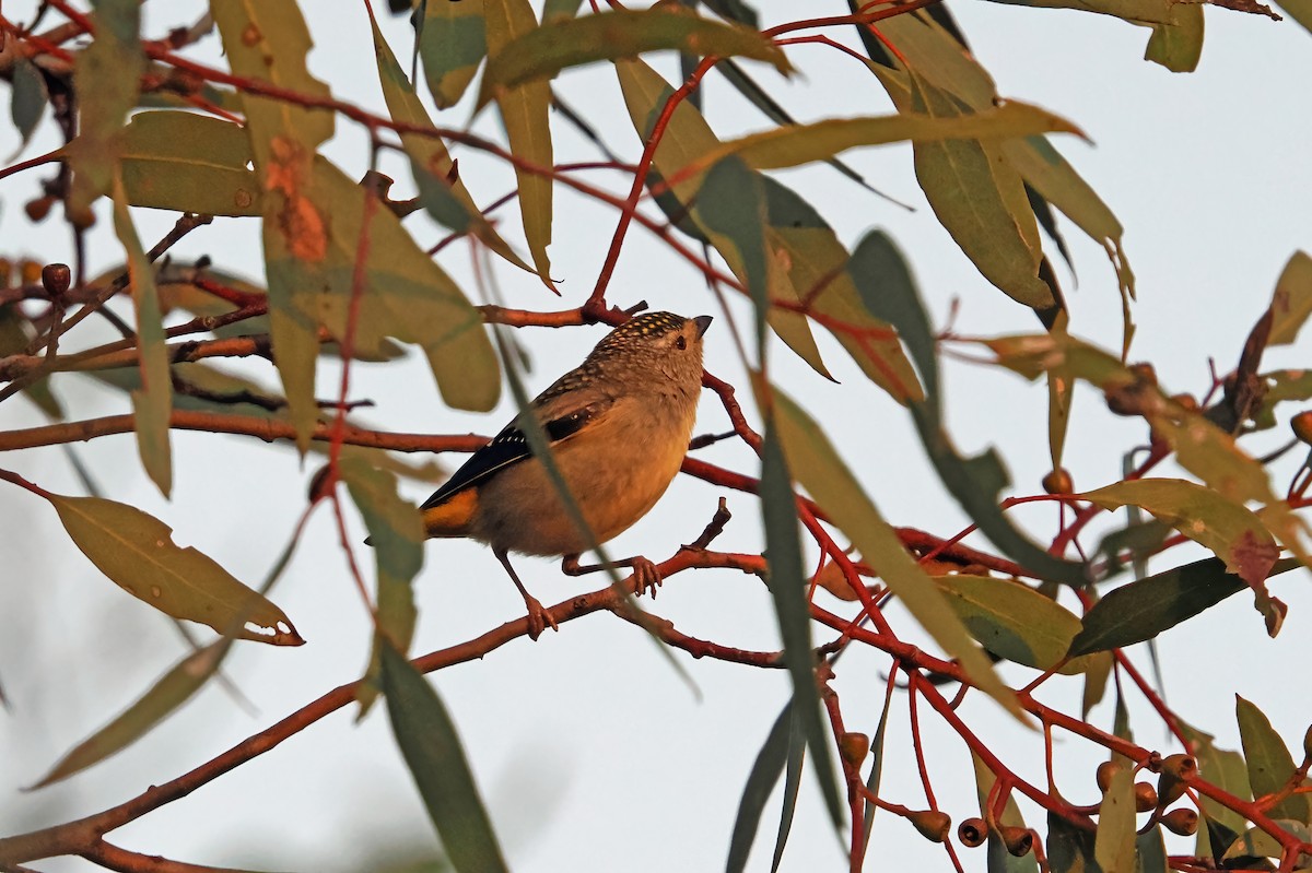 Pardalote pointillé - ML623974232