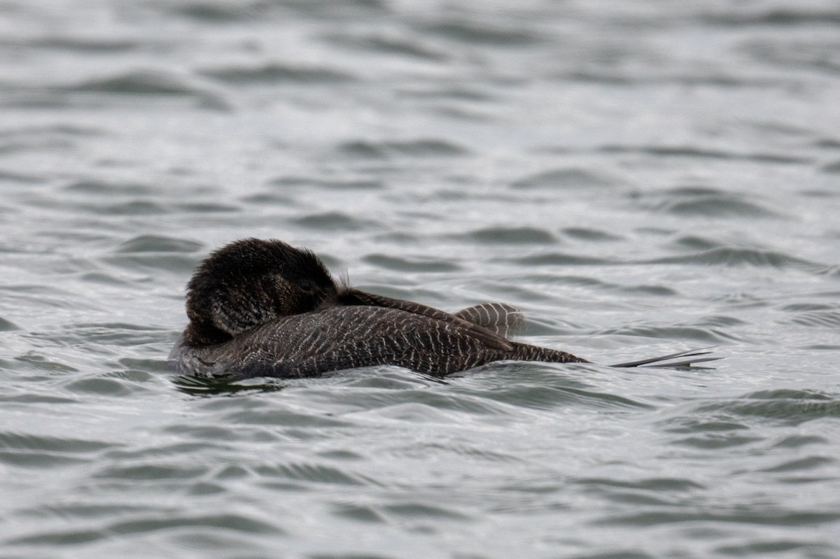 Musk Duck - ML623974248