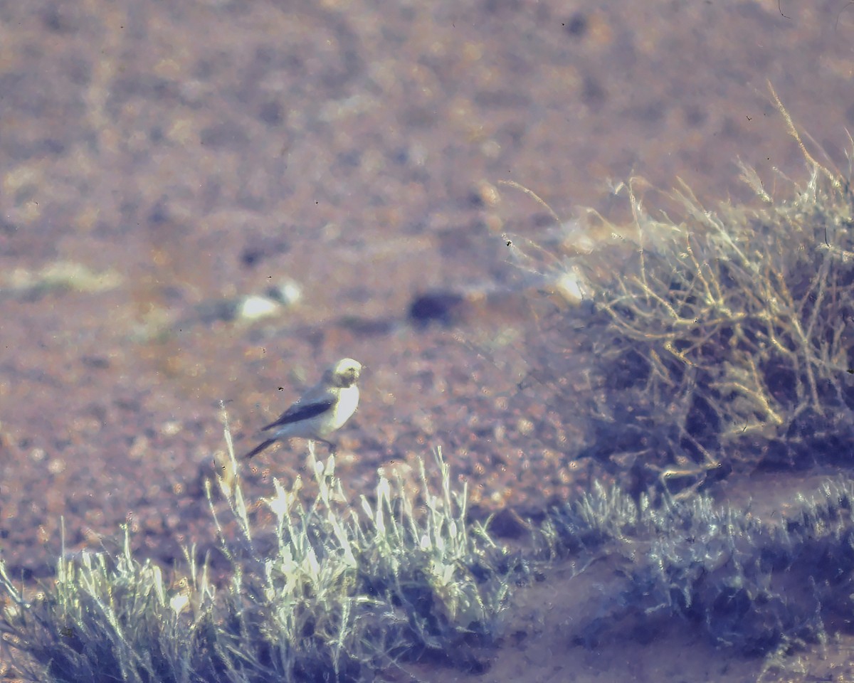 Desert Wheatear - ML623974255