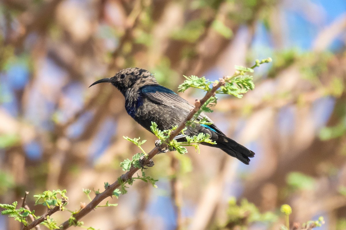 Palestine Sunbird - ML623974260