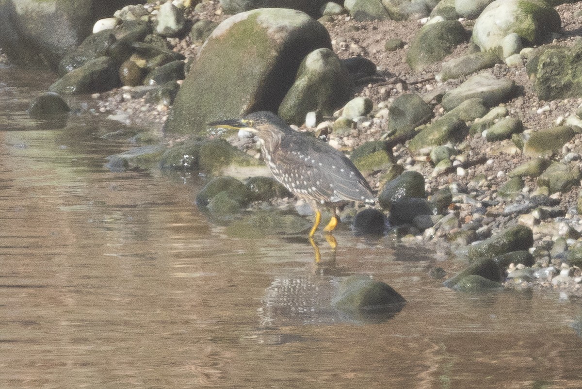 Striated Heron - ML623974267