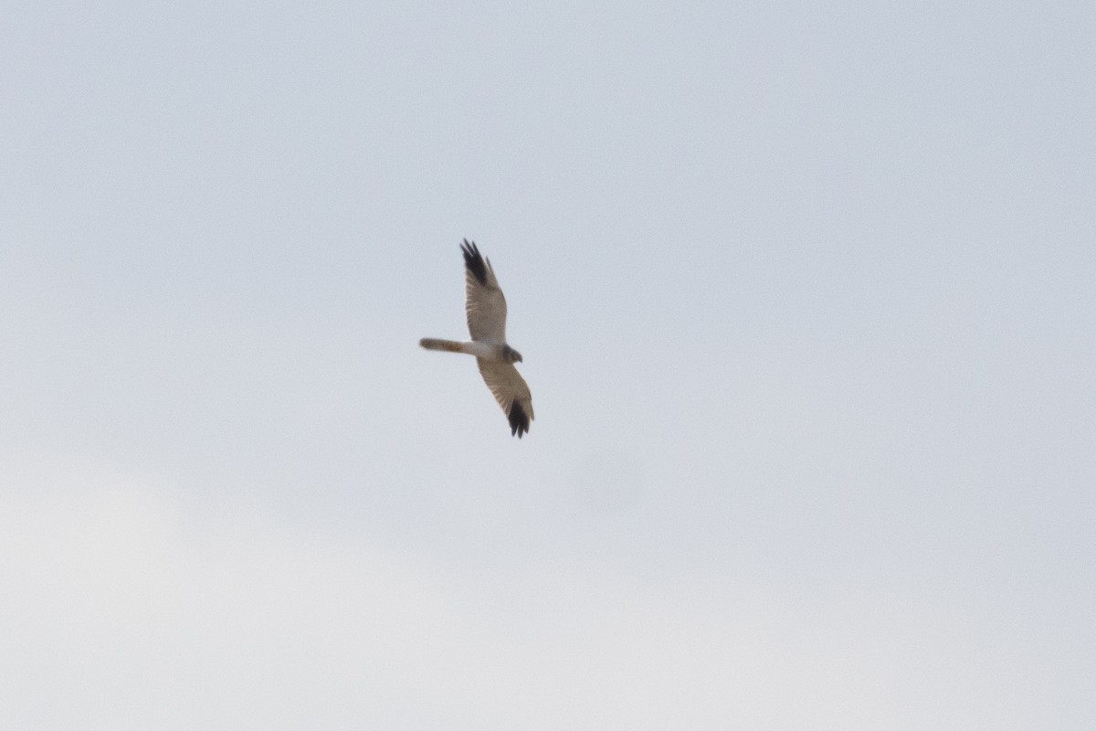 Pallid Harrier - ML623974280