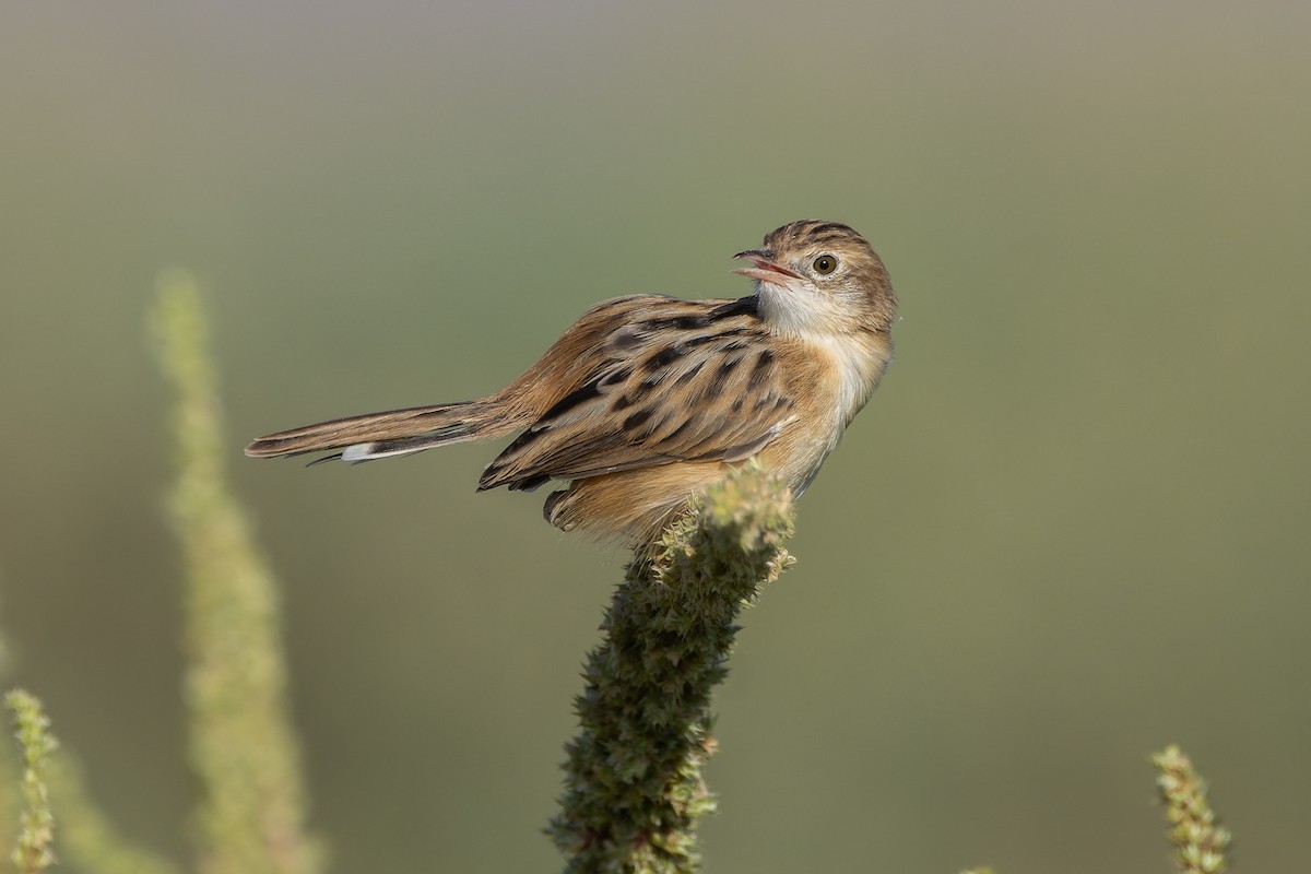 Zitting Cisticola - ML623974282