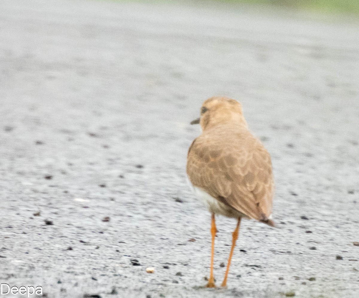 Oriental Plover - ML623974295