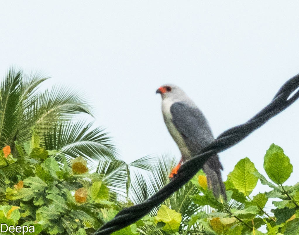 Gray-headed Goshawk - ML623974296