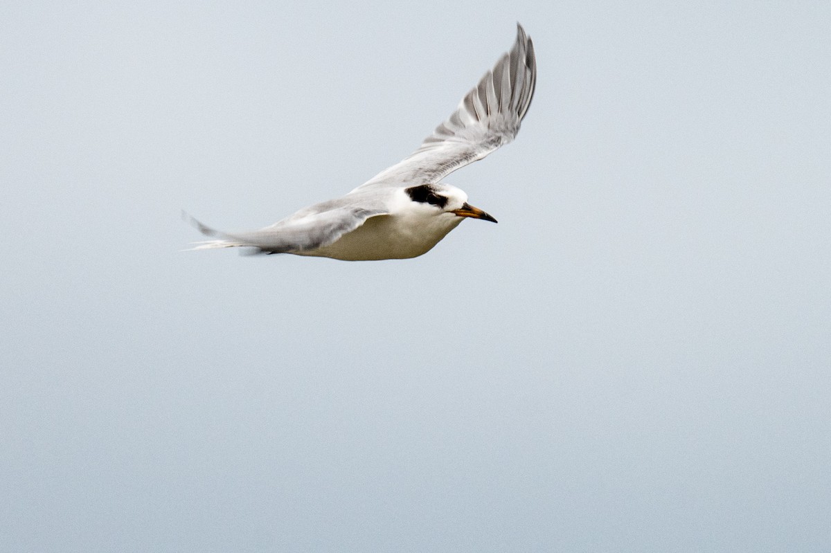 Australian Fairy Tern - ML623974308