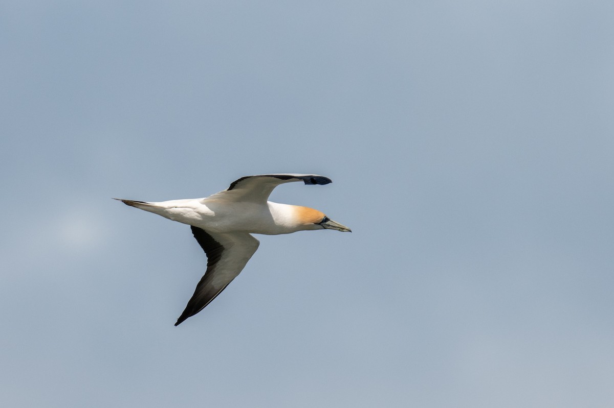 Australasian Gannet - ML623974317