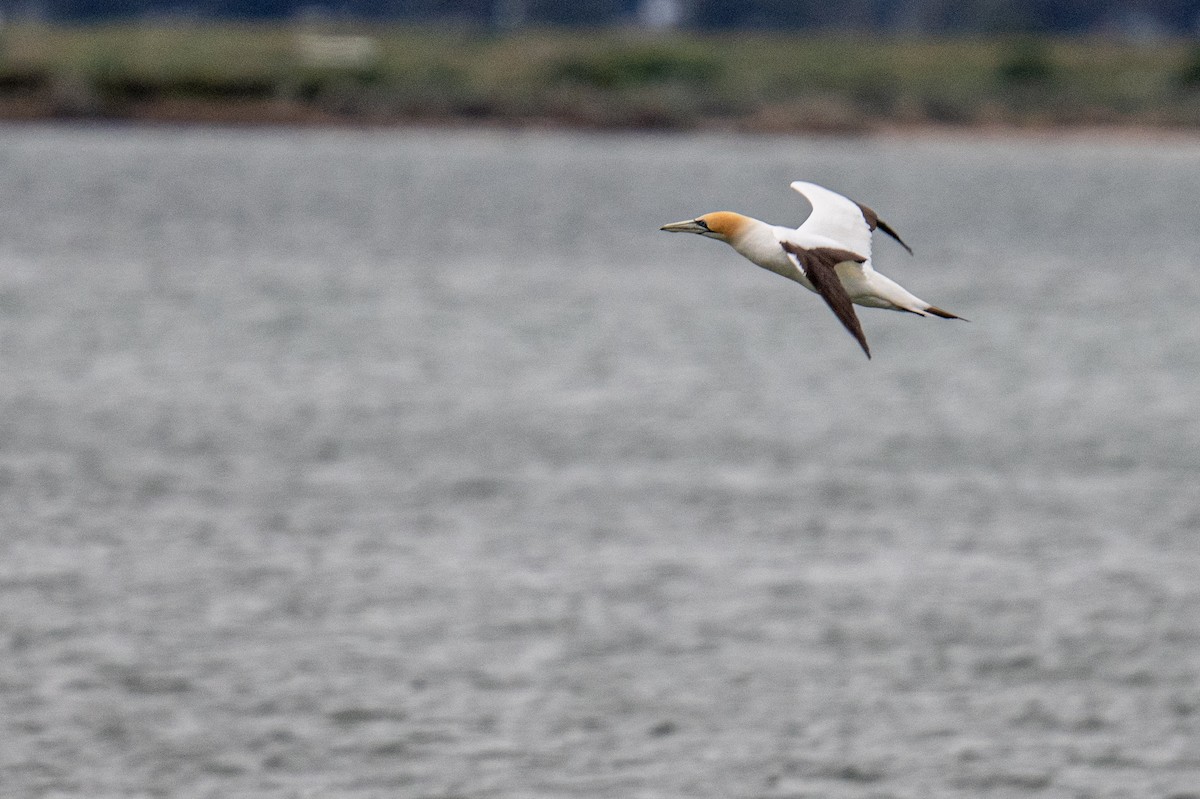 Australasian Gannet - ML623974318