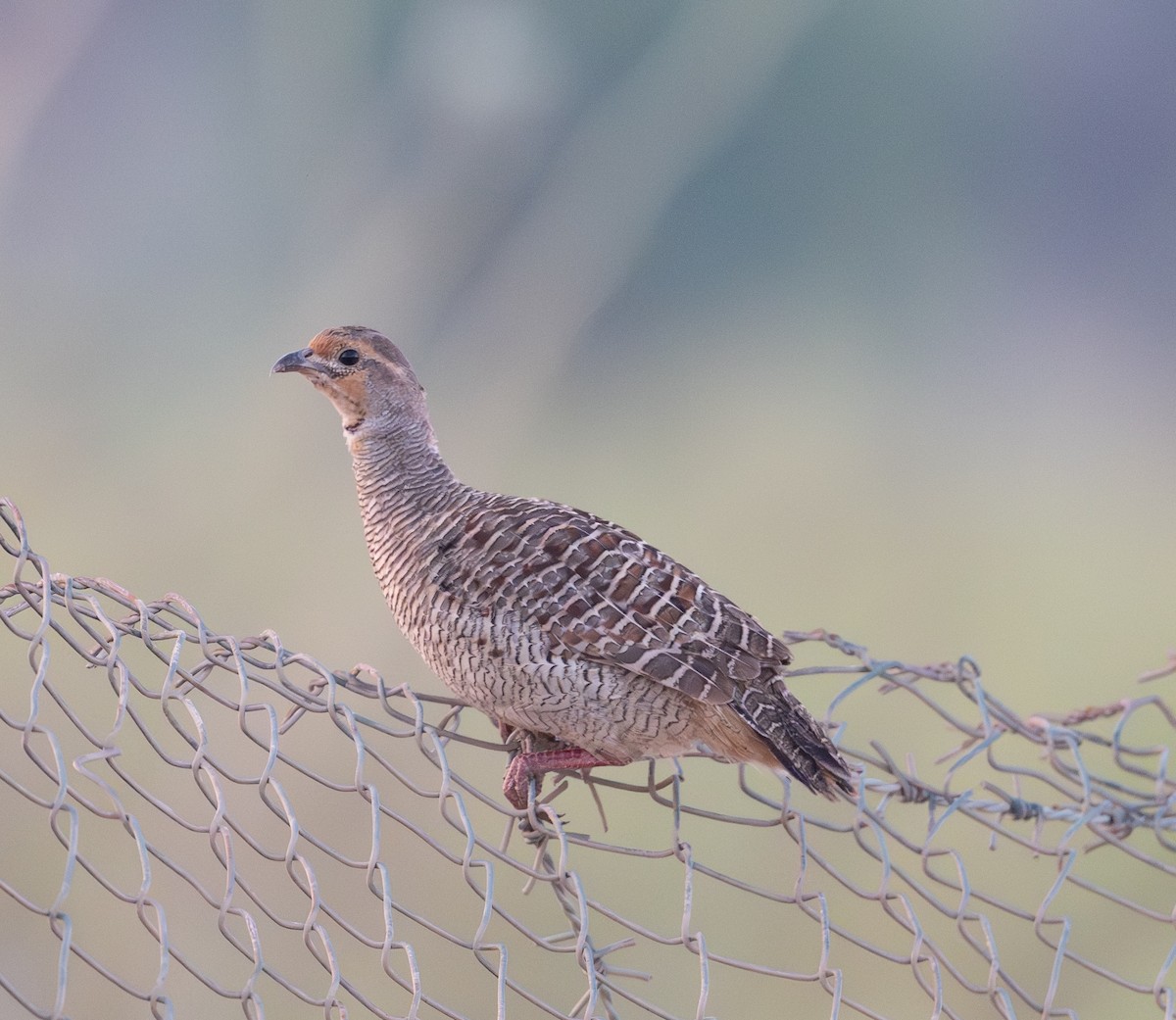 Gray Francolin - ML623974323