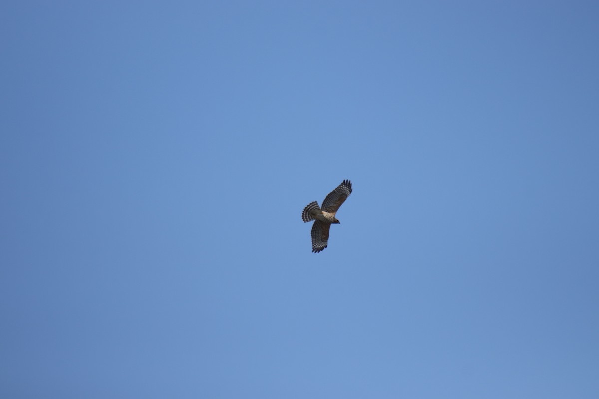 Red-shouldered Hawk - ML623974325