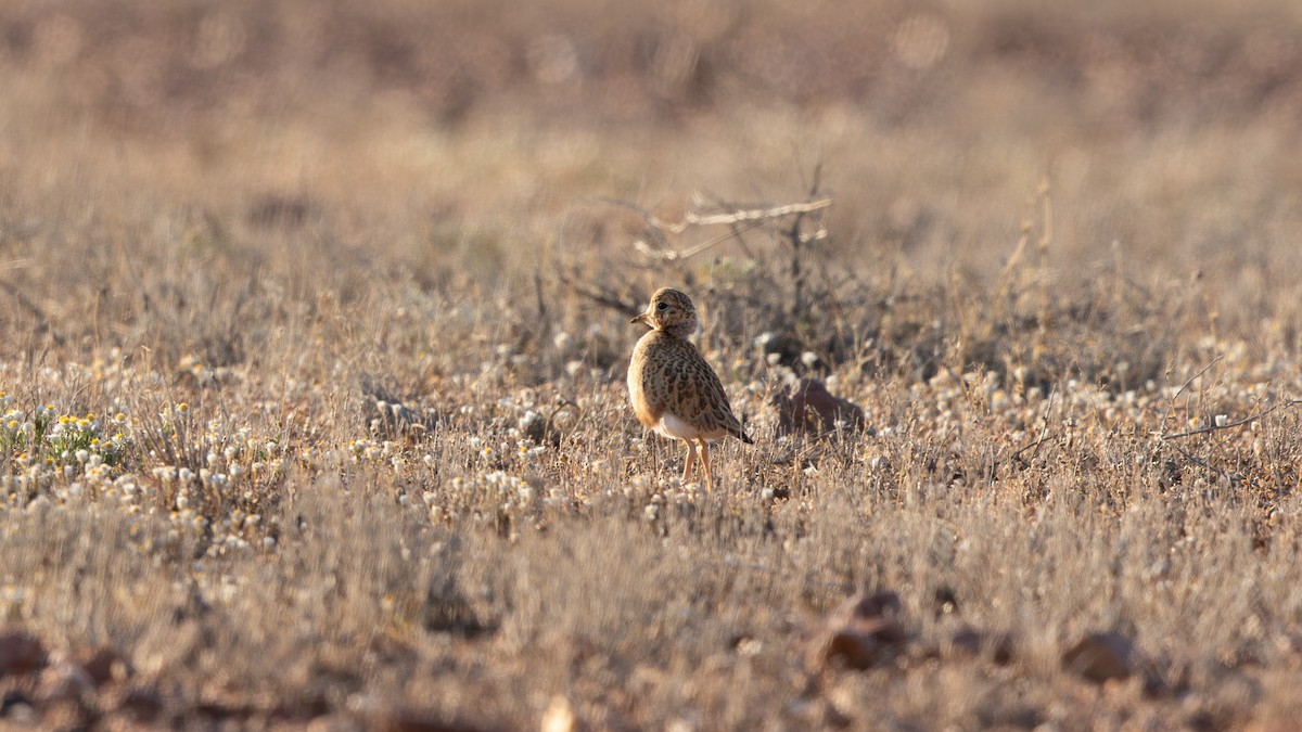 Inland Dotterel - ML623974331