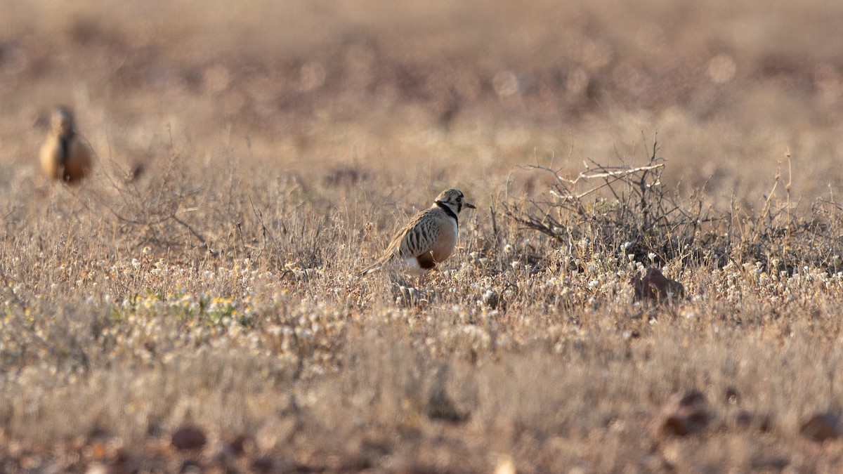 Inland Dotterel - paul mclelland