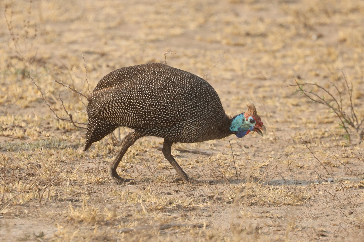 Helmeted Guineafowl (Tufted) - ML623974337