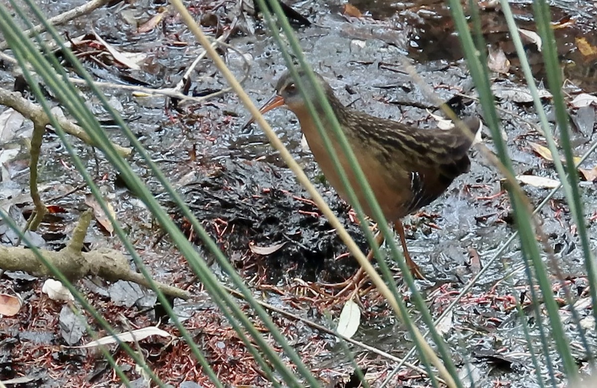 Virginia Rail - ML623974339