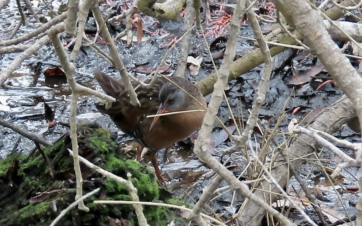 Virginia Rail - ML623974349