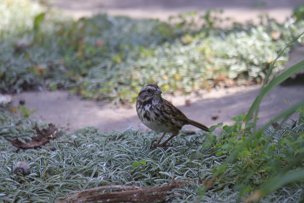 Song Sparrow - ML623974350