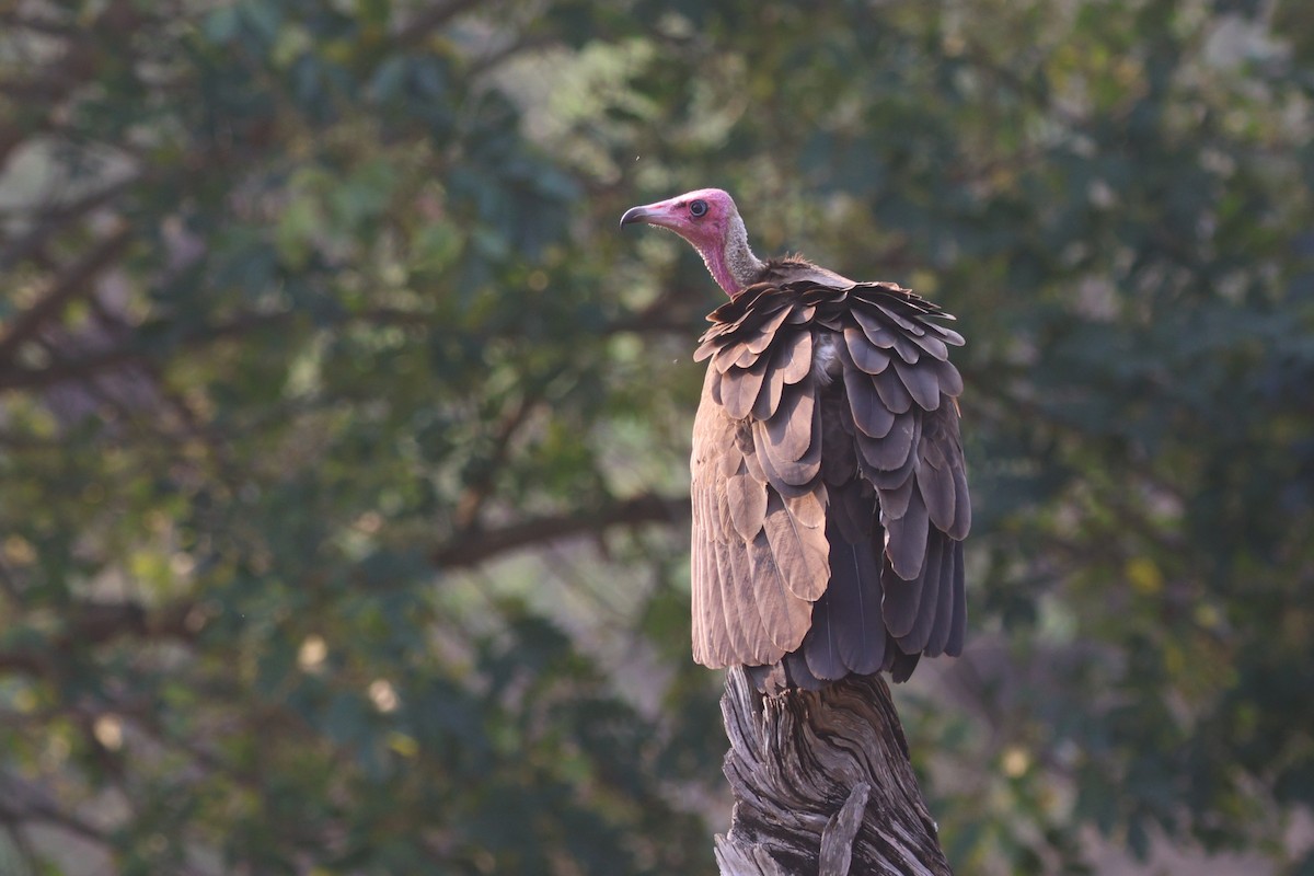 Hooded Vulture - ML623974351