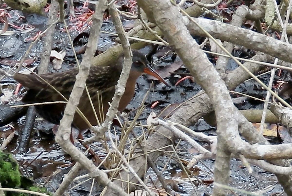 Virginia Rail - Petra Clayton