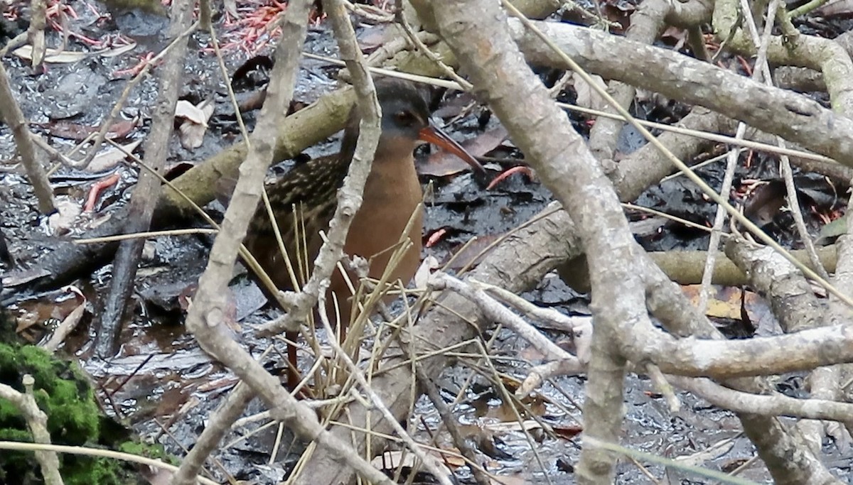 Virginia Rail - Petra Clayton