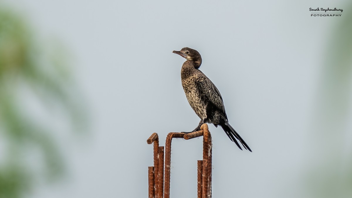 Little Cormorant - Souvik Roychoudhury