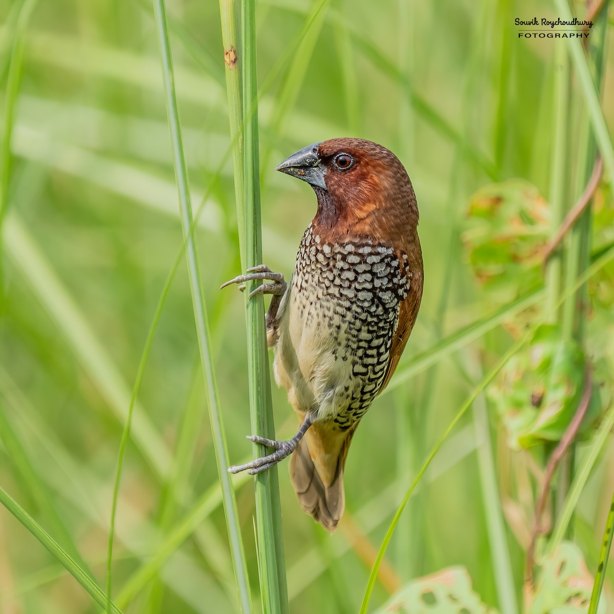 Scaly-breasted Munia - Souvik Roychoudhury