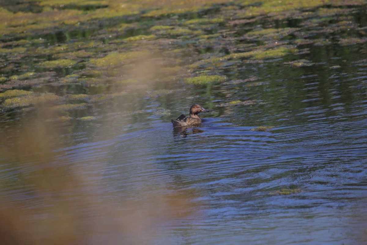 Cinnamon Teal - ML623974372