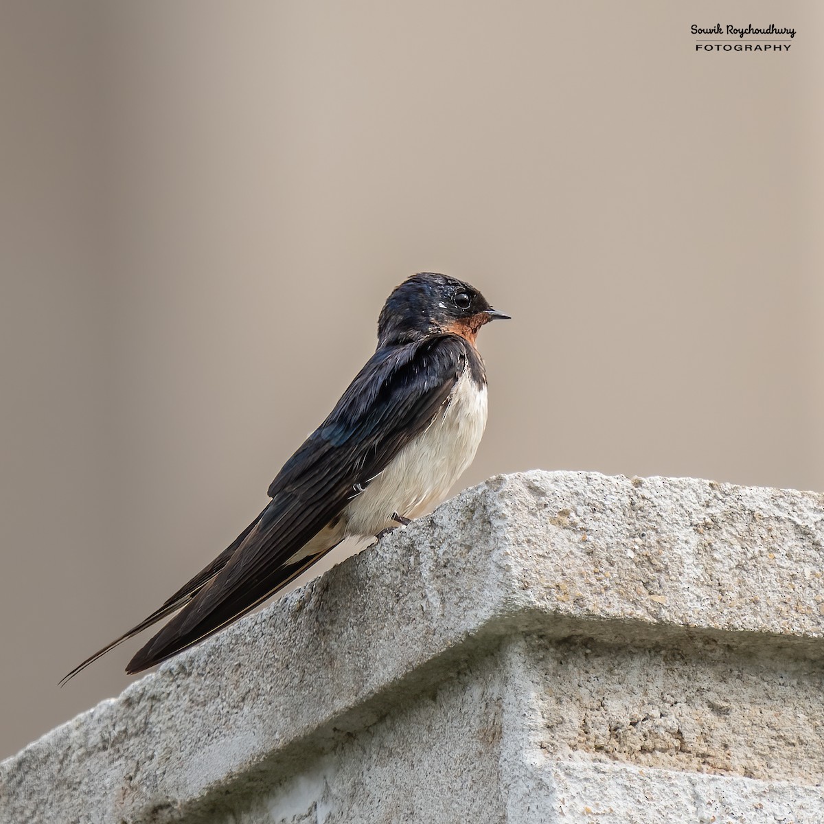 Barn Swallow - Souvik Roychoudhury