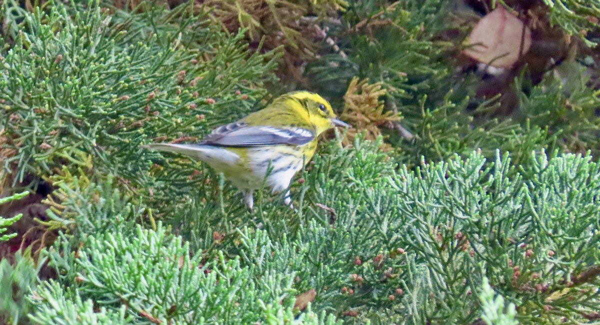 Townsend's Warbler - ML623974377