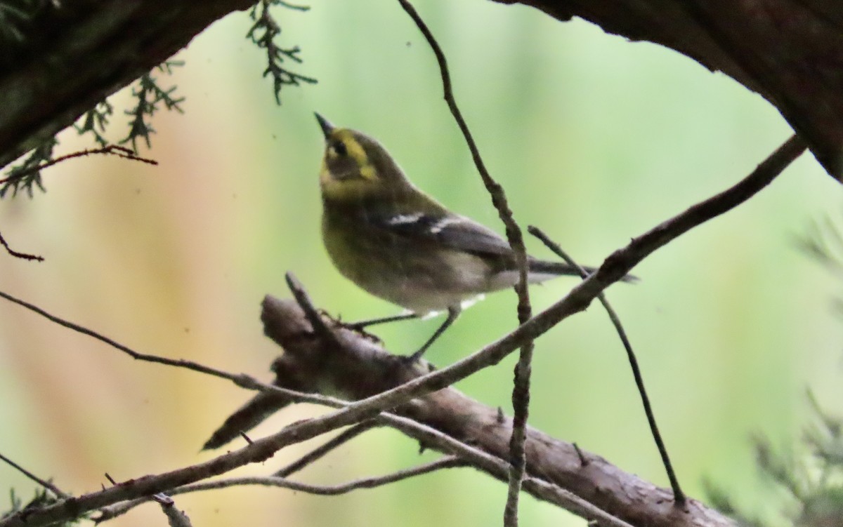 Townsend's Warbler - ML623974378