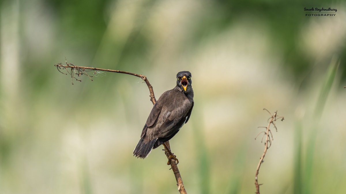 Jungle Myna - ML623974379