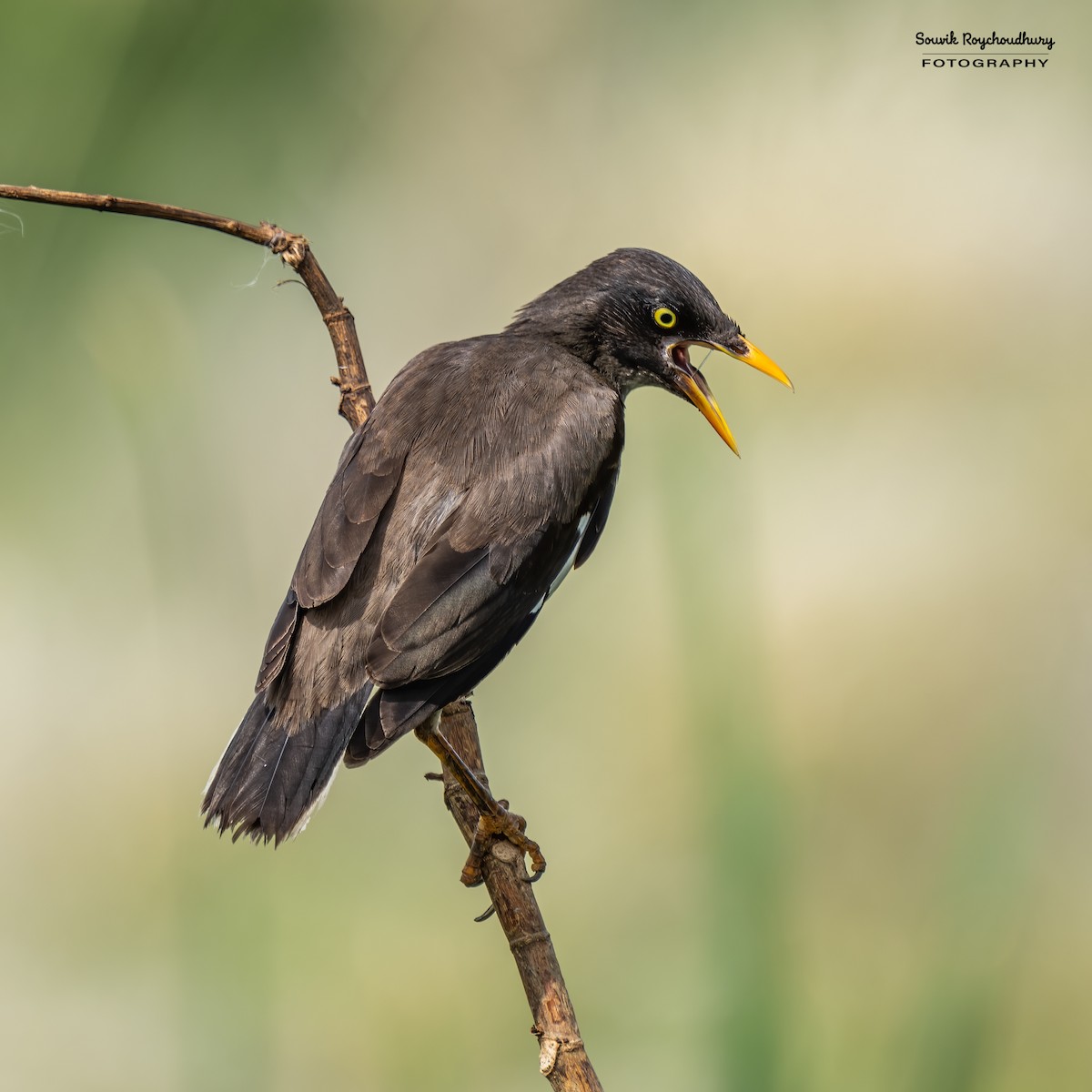 Jungle Myna - ML623974381