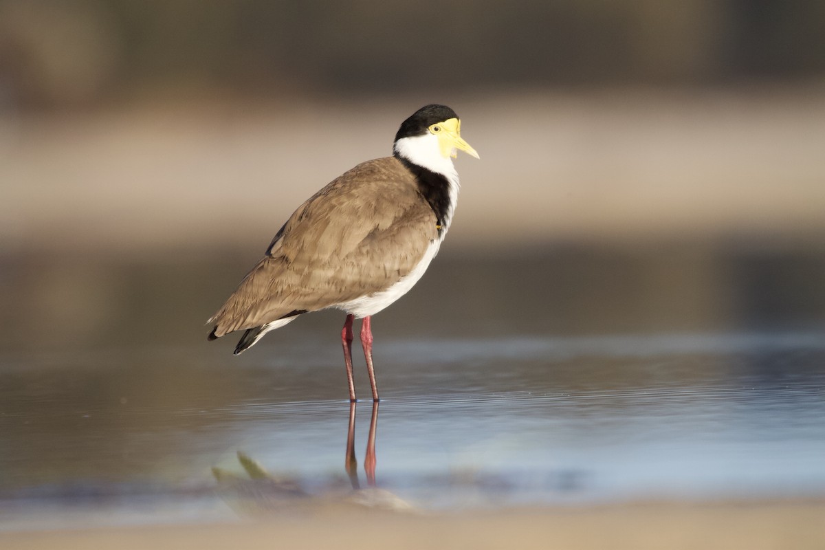 Masked Lapwing - ML623974382