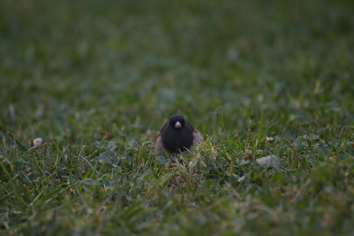 Dark-eyed Junco (Oregon) - ML623974389