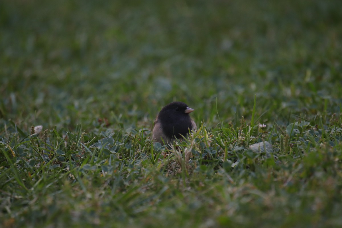 Junco Ojioscuro (grupo oreganus) - ML623974390