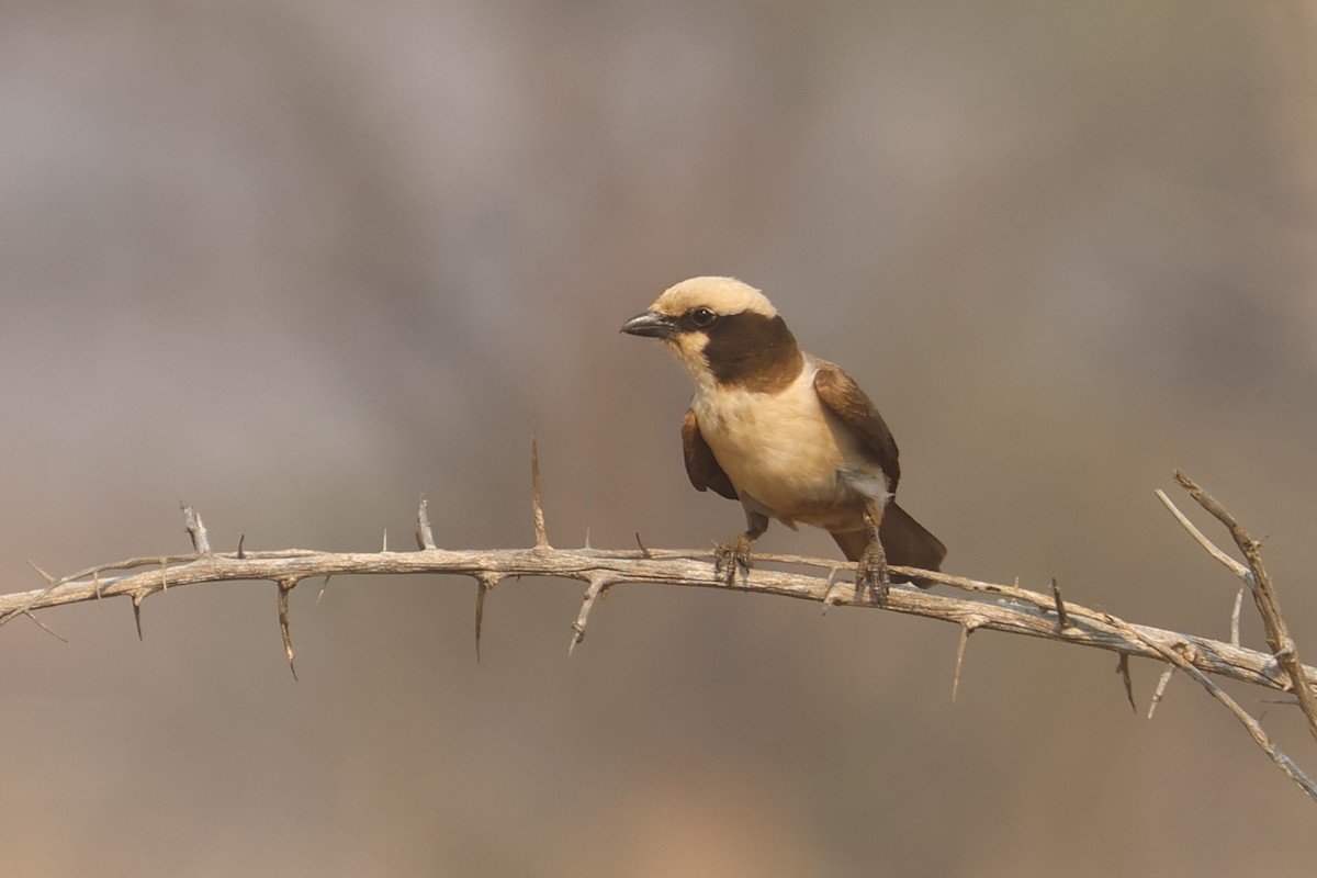 White-crowned Shrike - ML623974391