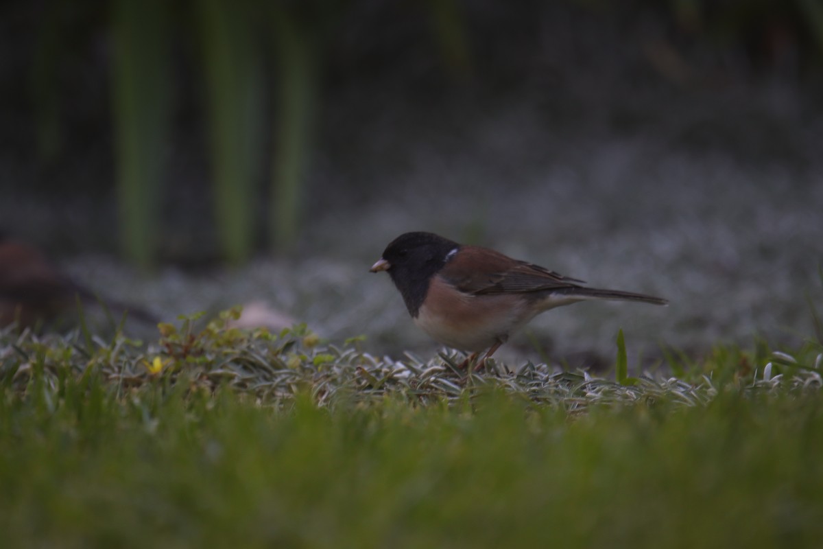 Dark-eyed Junco (Oregon) - ML623974393