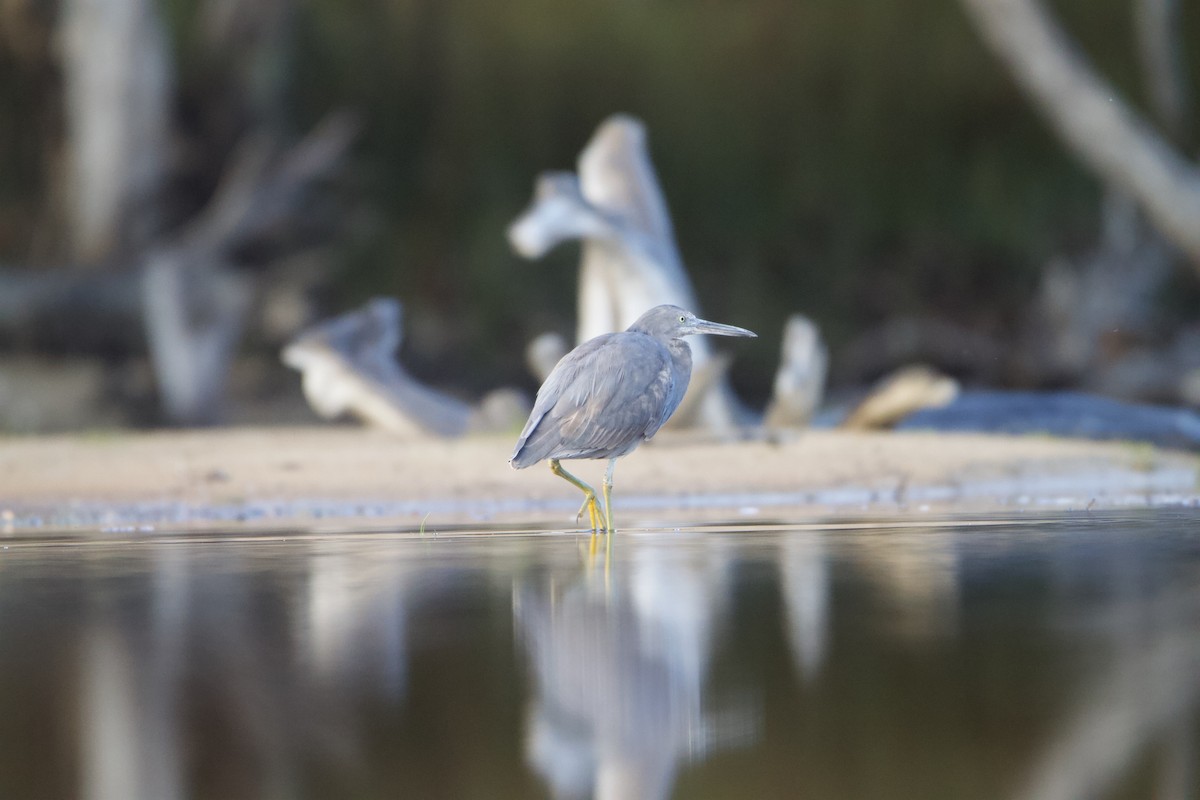 Pacific Reef-Heron - ML623974394