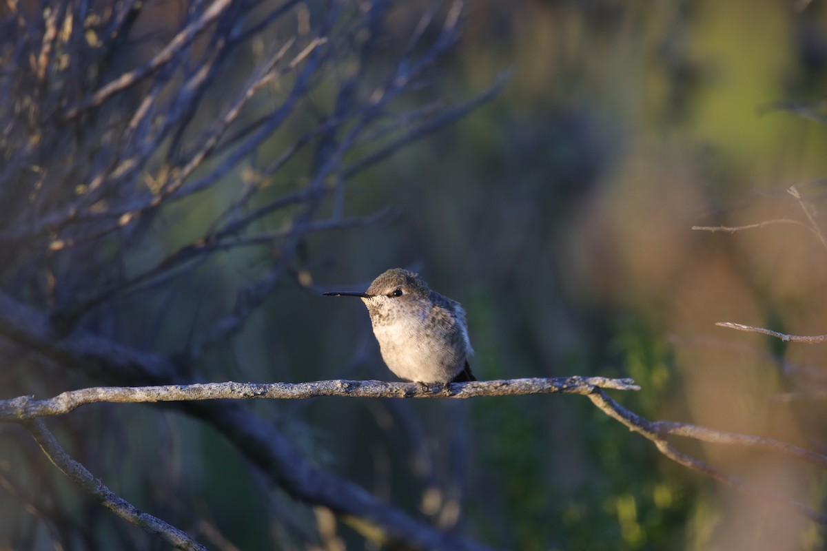 Anna's Hummingbird - ML623974397