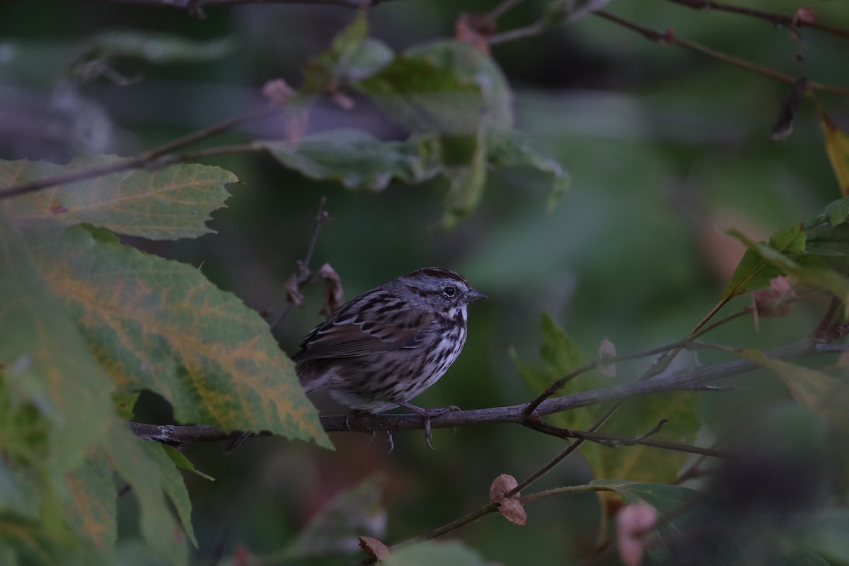 Song Sparrow - ML623974402