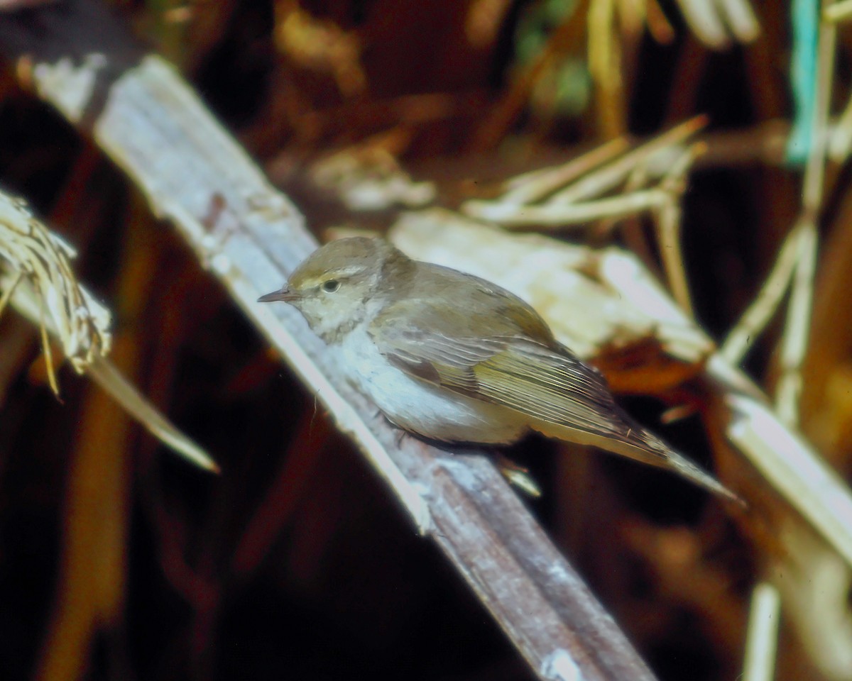 Eastern Bonelli's Warbler - Per Smith