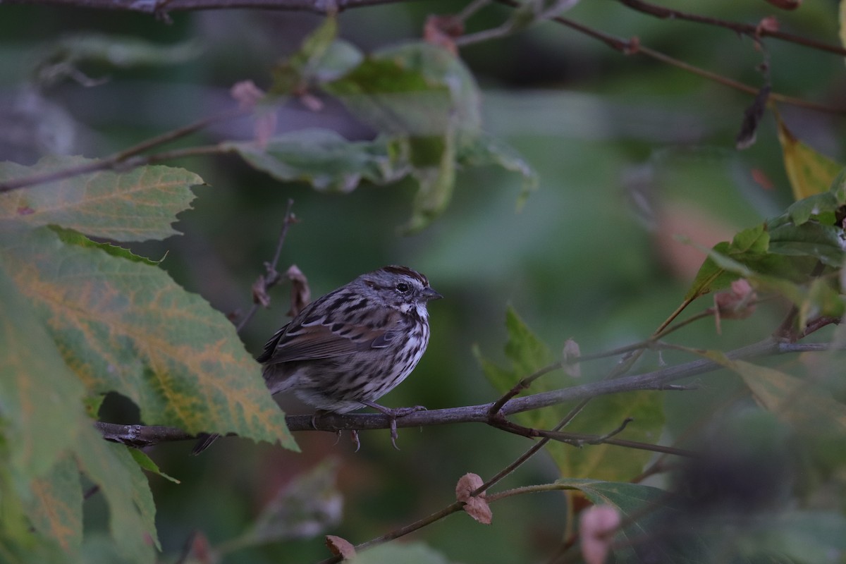 Song Sparrow - Toby Fowler