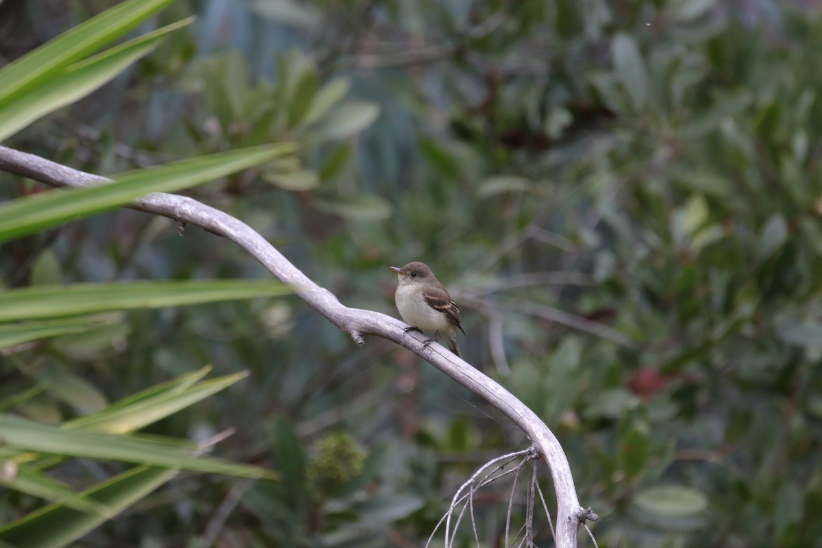 Willow Flycatcher - ML623974410