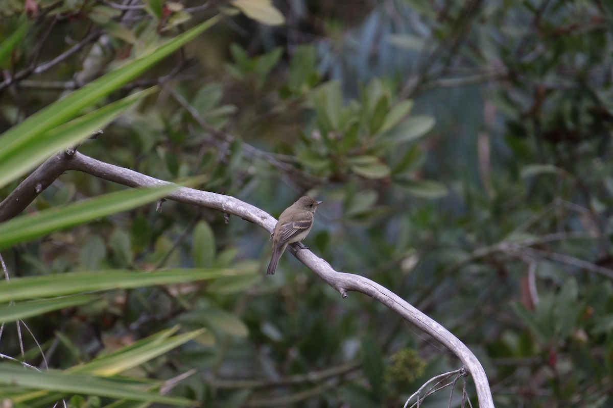 Willow Flycatcher - ML623974411