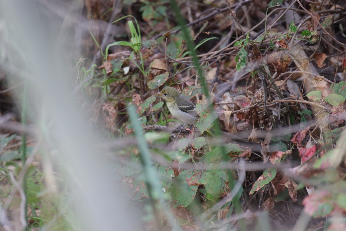 ub. spurvefugl (Passeriformes sp.) - ML623974413