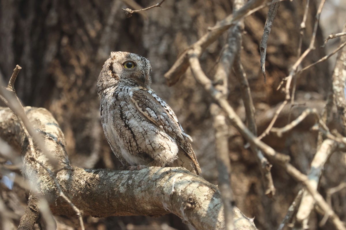 výreček africký (ssp. senegalensis) - ML623974415