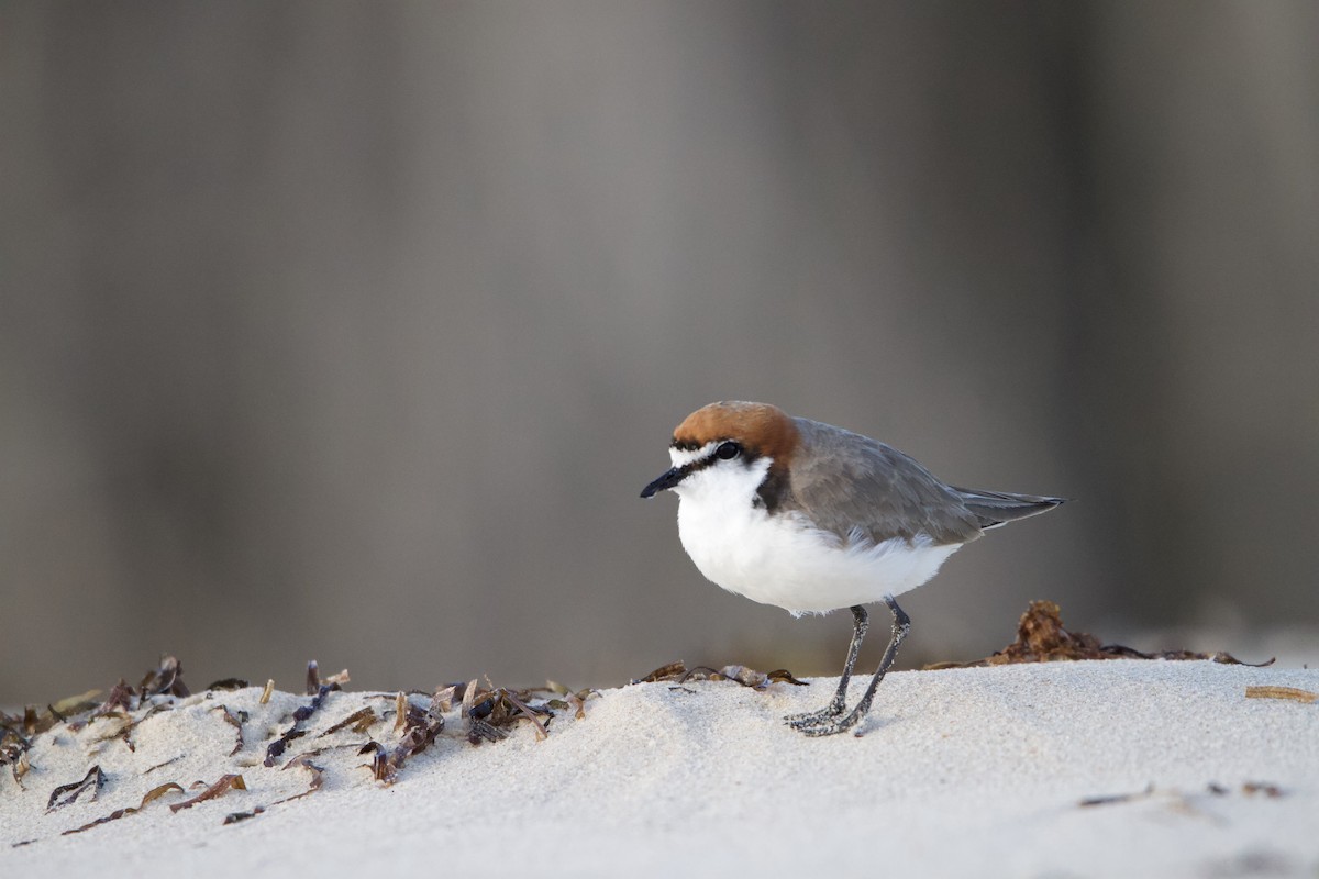 Red-capped Plover - ML623974416