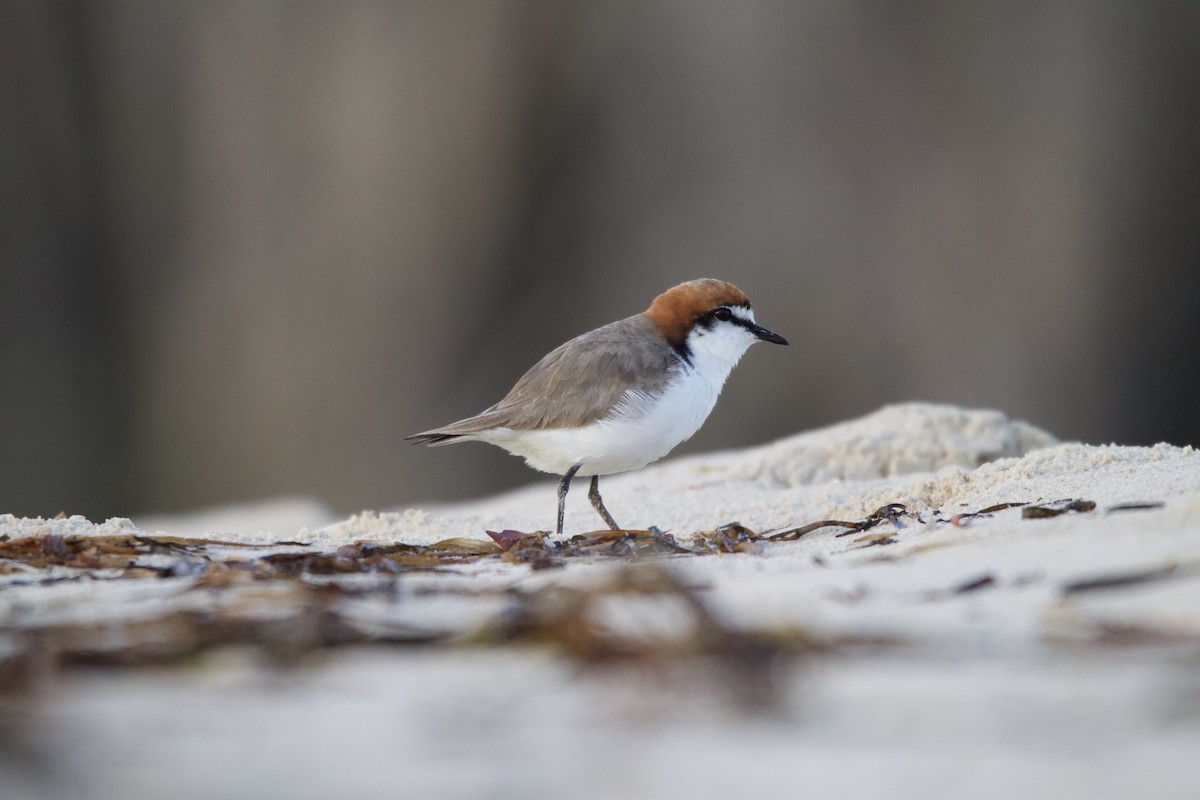 Red-capped Plover - ML623974419