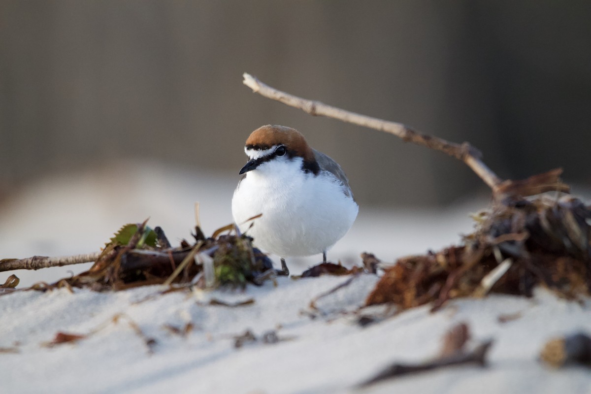 Red-capped Plover - ML623974424