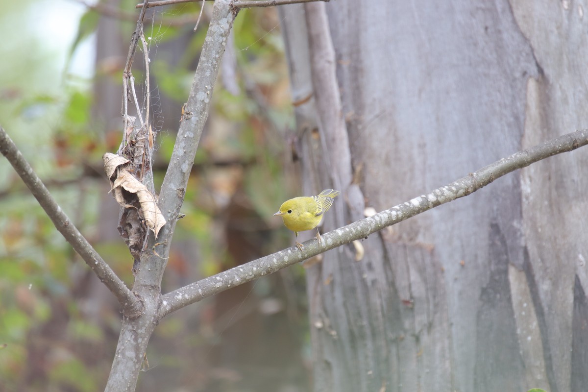 Yellow Warbler - ML623974425