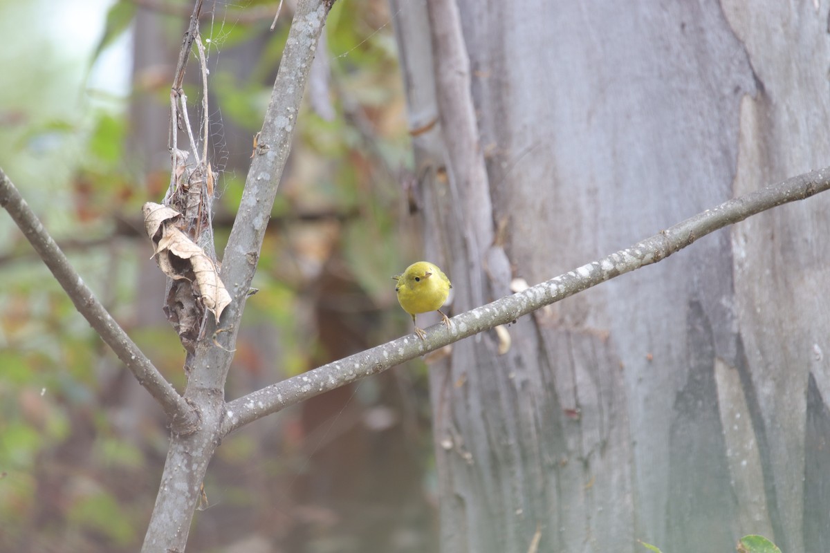 Yellow Warbler - ML623974426